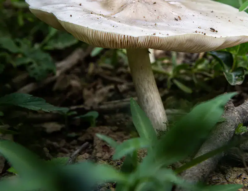 © FSC Italia / Elettra Gallone Benessere e attività in foresta