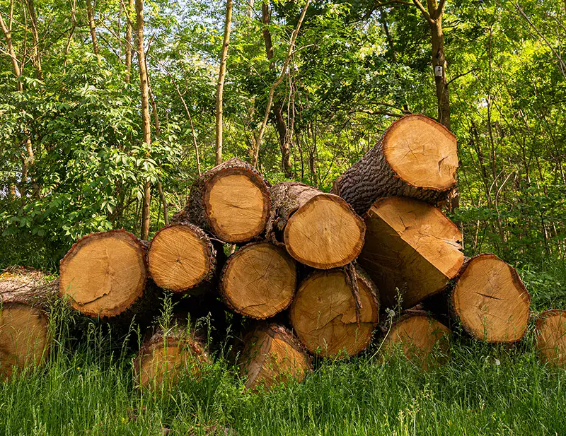 © FSC Italia / Elettra Gallone Conservazione della biodiversità