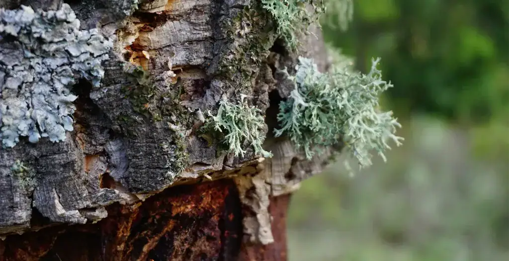 © FSC Italia Tronco albero in foresta