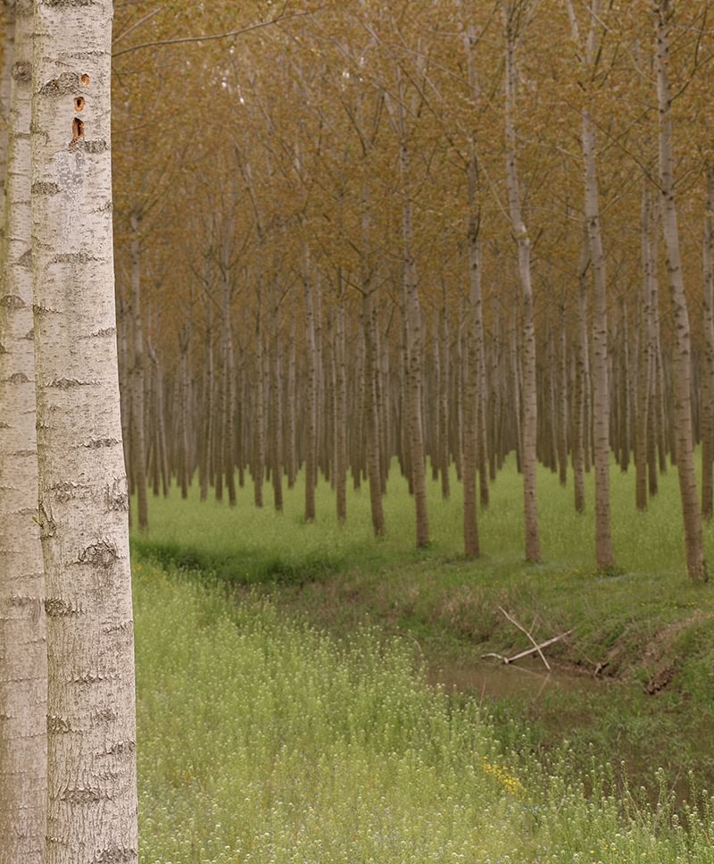 Servizi ecosistemici per le aziende
