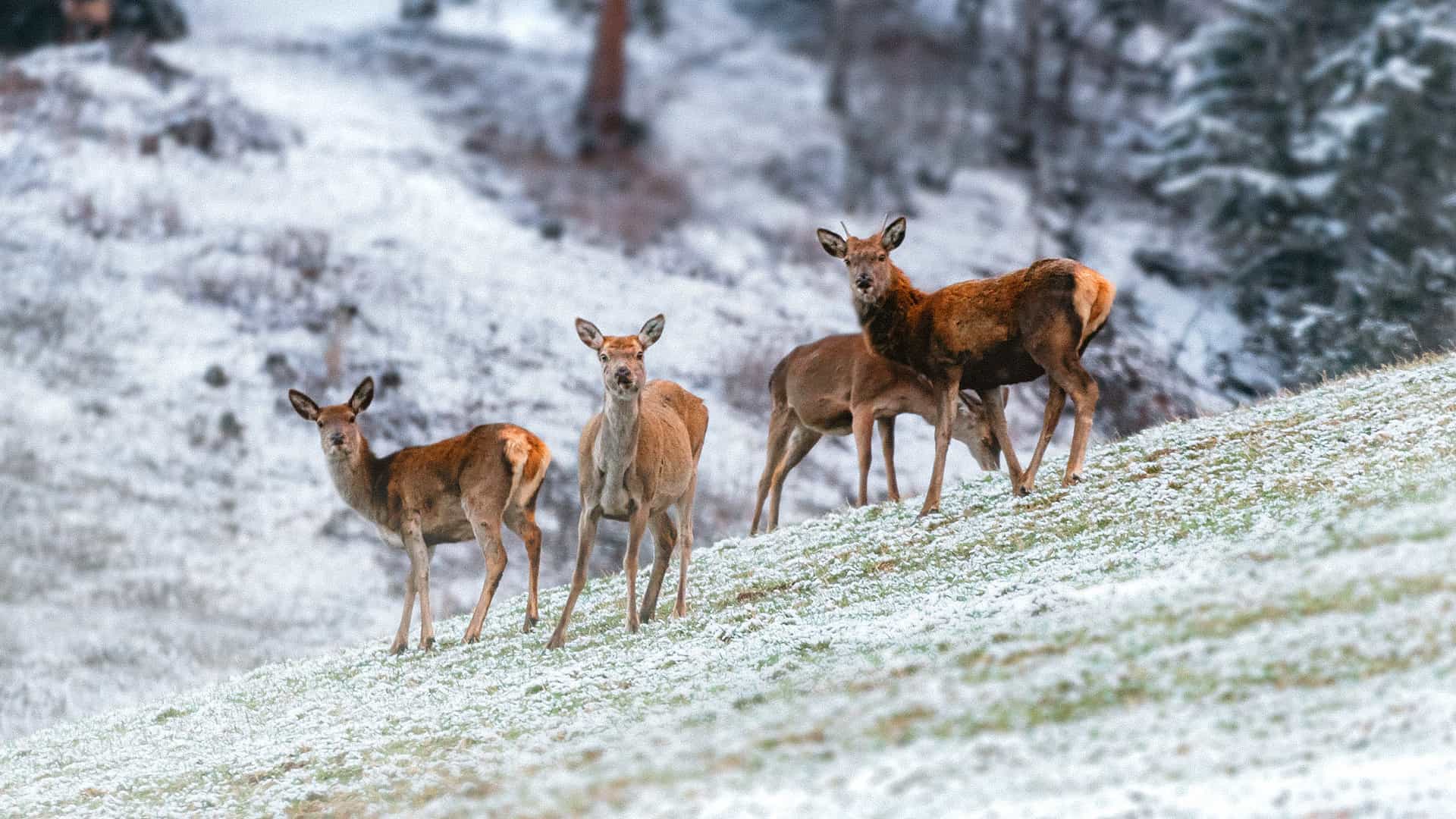 © FSC Italia